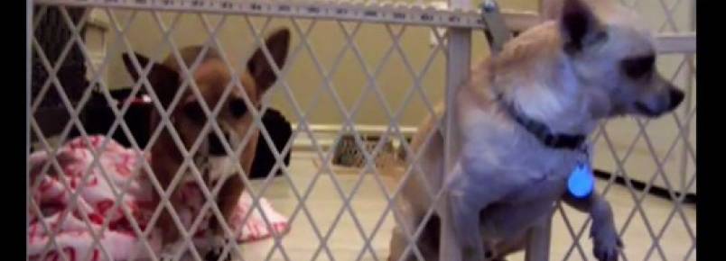 Cachorro fujão e atrapalhado consegue driblar cerca para escapar e libertar seu parceiro canino.