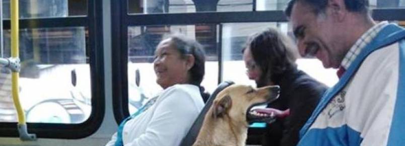 Cachorra faz sucesso com passageiros ao entrar e sair de nibus em Joinville