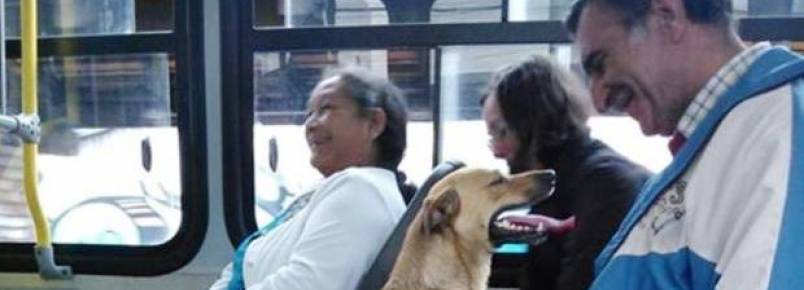 Cachorra faz sucesso com passageiros ao entrar e sair de ônibus em Joinville