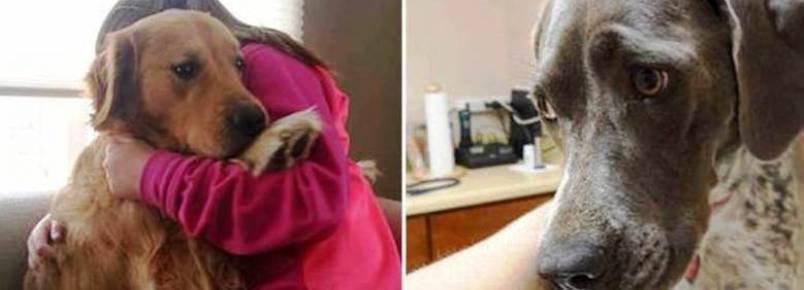 Fique por dentro! Saiba a diferença entre hospital, clínica e consultório veterinário