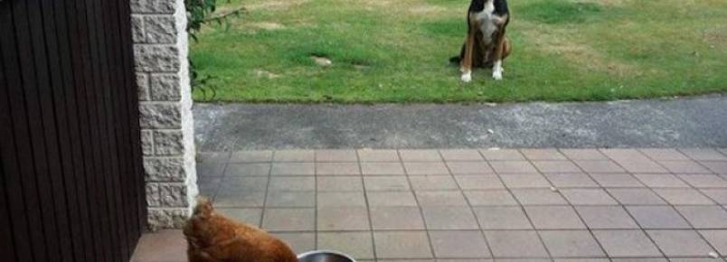 9 cachorros que estão tentando descobrir como funciona a vida 