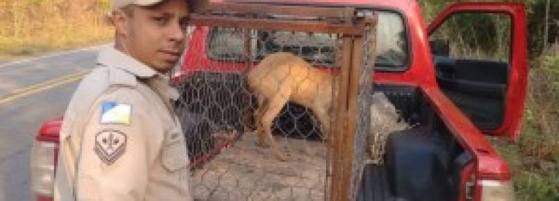 Animais silvestres são capturados em áreas urbanas de Palmas e Gurupi