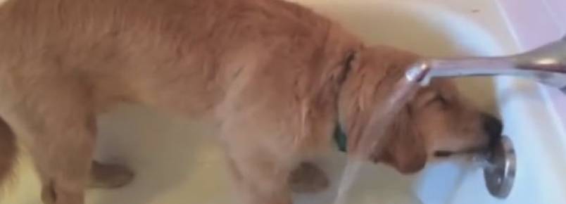 Vdeo: Cachorro esperto toma banho sozinho e ainda se enxuga com toalha