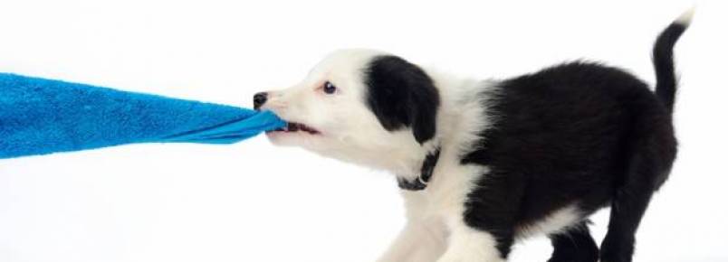 Como parar cães que pegam roupas do varal? 