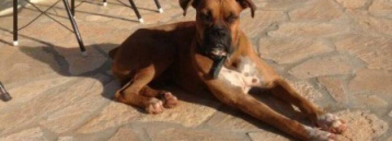 Cachorro está desaparecido em Cassilândia