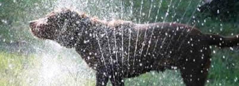 Veja como proporcionar alívio ao seu pet no calor e protegê-lo a umidade excessiva
