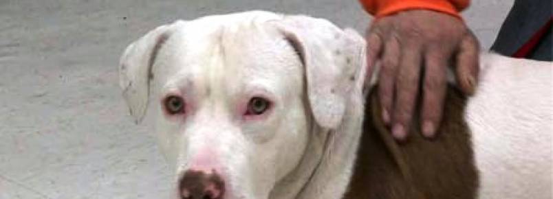Pitbull salva donos de incêndio: adotado