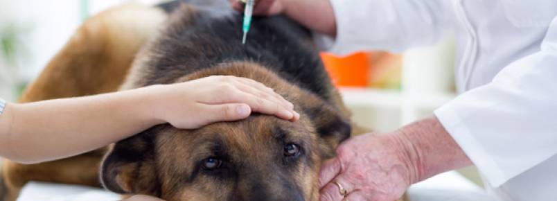 Comissão aprova veterinário gratuito para animais de pessoas carentes