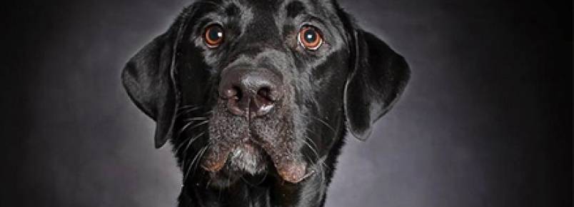 Projeto fotográfico ajuda cães abandonados a serem adotados