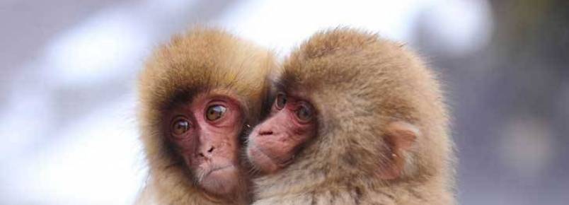 20 fotos românticas entre animais