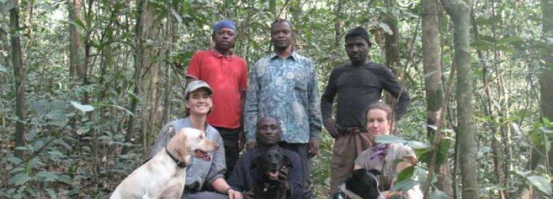 Cães de abrigos estão ajudando cientistas a encontrarem os gorilas mais raros do mundo