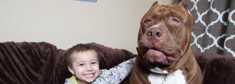 Hulk, o Pit Bull gigante, convive pacificamente com filho de seu tutor em bela relação de amizade 