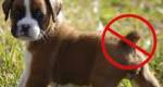 (CMFV) PROÍBE O CORTE DA CAUDA EM CÃES