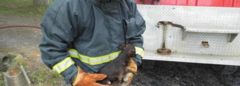 Bombeiros resgatam ces dentro de residncia em chamas. 