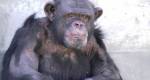 Manifestaes pela libertao do chimpanz Toti continuam intensas