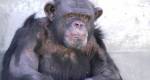 Manifestações pela libertação do chimpanzé Toti continuam intensas