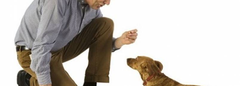 Como ensinar seu cão a fazer cocô no lugar certo?