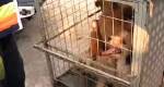 Agentes resgatam cachorros abandonados que se alimentavam de cães mortos no Rio de Janeiro (RJ)