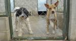 Sociedade Protetora dos Animais pede ajuda para salvar cachorros