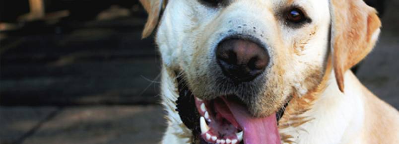 Por que animais de grande porte vivem menos do que os pequenos?