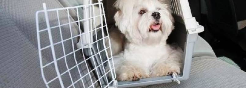 Aprovado transporte de animais em ônibus de Praia Grande