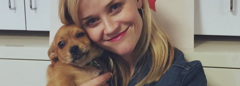 Reese Witherspoon adota cachorra
