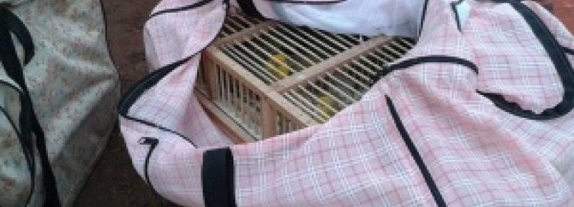 Condutor foge e deixa para trás 400 pássaros silvestres contrabandeados