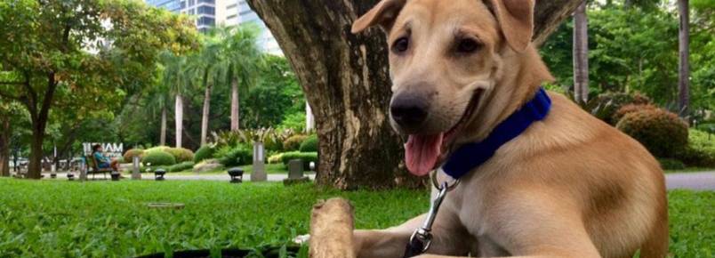Turista alemã adota cãozinho durante férias nas Filipinas
