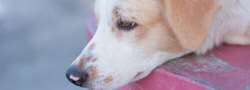 Madri não sacrificará os animais abandonados