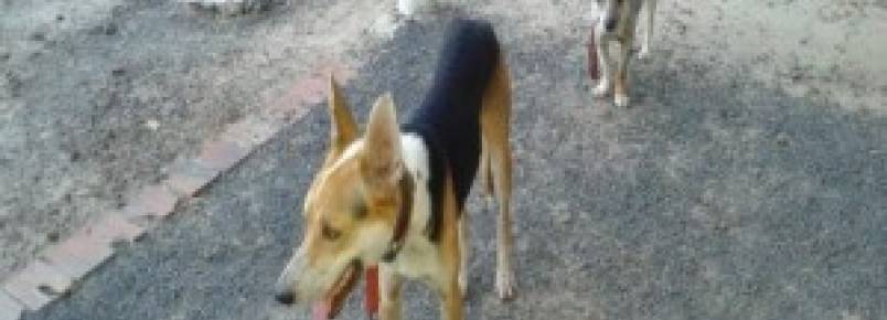 Promotor de Justiça vai apurar matança de cachorros promovida pela Prefeitura de Esperantina