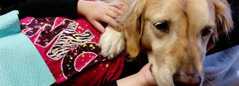 Cachorra trabalha como assistente de dentista para acalmar os pacientes