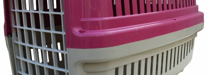 Passageira receberá indenização por extravio de gato durante voo