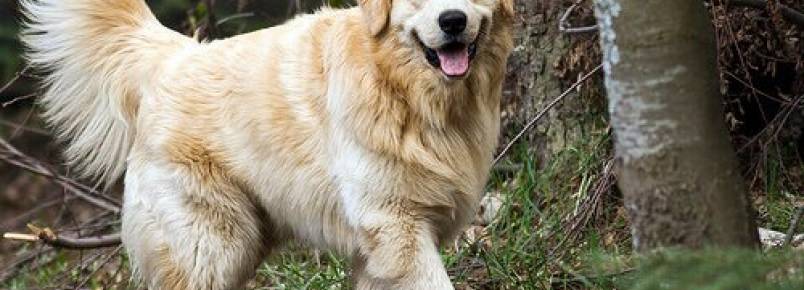 Tratamento de infecções urinarias em seu cão