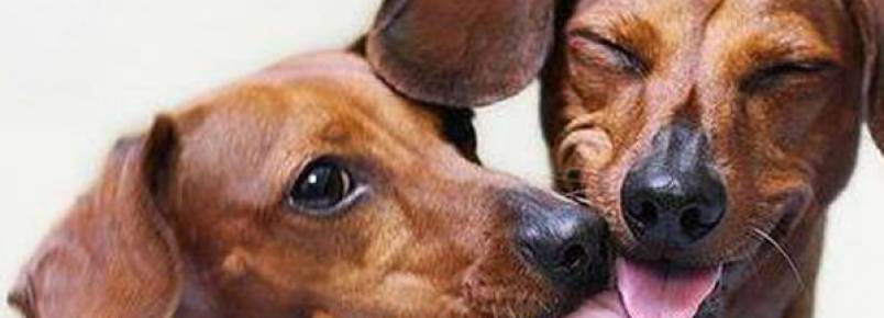 Por que os cães lambem o focinho de outros cachorros