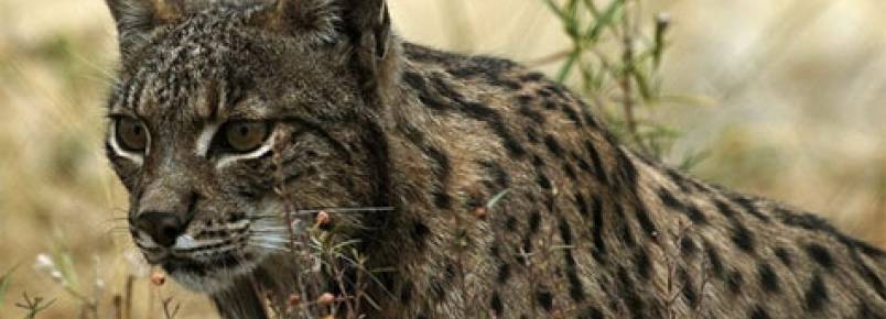 WWF e ICNF pedem adoo simblica de peluche de lince ibrico para angariar fundos