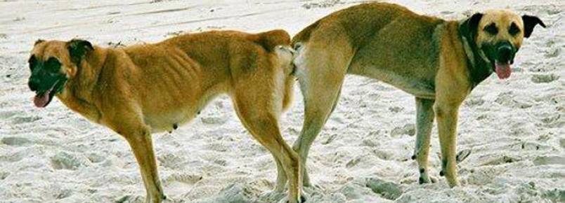 Por que os cachorros ficam “grudados” na hora do acasalamento?