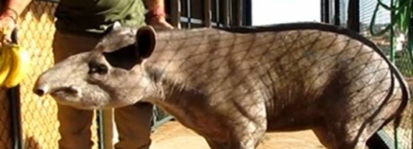 Anta tem ataque de fúria e morde funcionária do Zoo Safári em SP