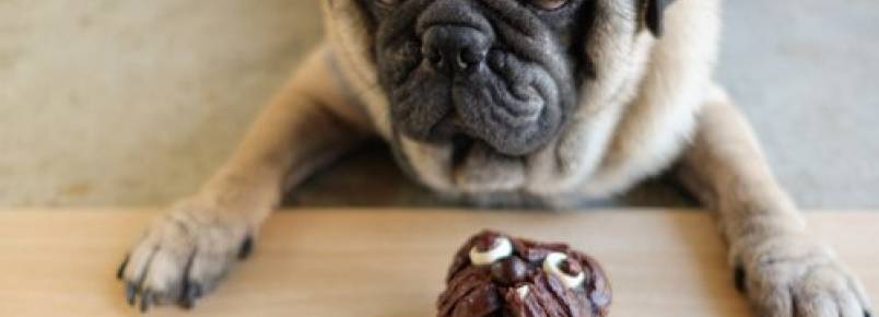 Por que os cães não podem comer chocolate?