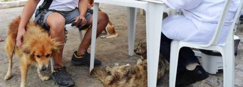 Dono de cão desaparecido reencontra animal em feira de adoção