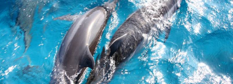 Tubarões e golfinhos são grandes animais do mar de Noronha