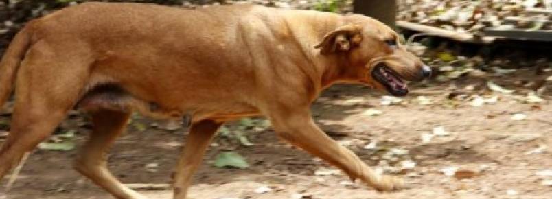 Cadela viaja 4 km todos os dias para garantir sustento de outros animais