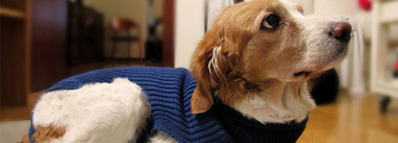Checar a temperatura das orelhas ajuda a saber se seu cão está com frio