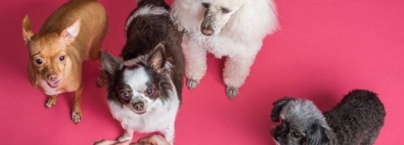 Seis em cada dez brasileiros só levam seus pets ao veterinário quando ficam doentes
