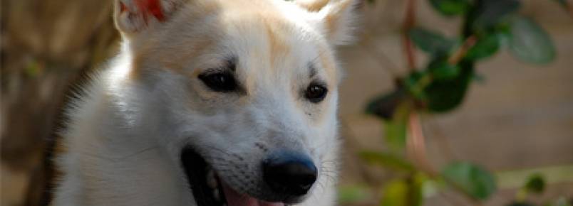 Buhund Norueguês