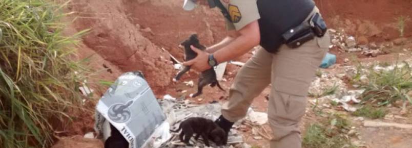 Policiais resgatam filhotes de cachorro abandonados