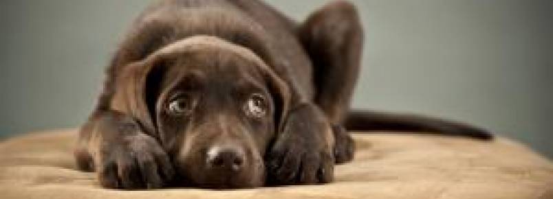  Maneiras de deixar cães tímidos mais confiantes