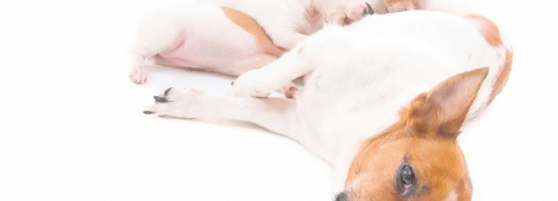 Medicamentos contraceptivos são prejudiciais à saúde dos animais