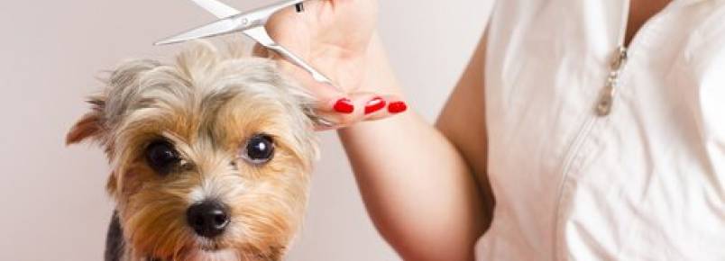 Seu cachorro odeia ir para a tosa? Confira estes conselhos