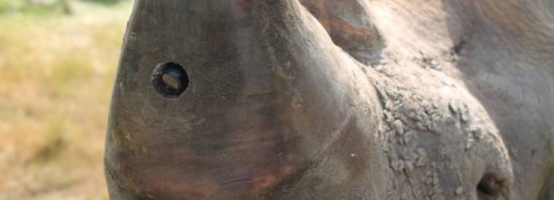 Monitoramento via satlite pode acabar com caadas de rinocerontes