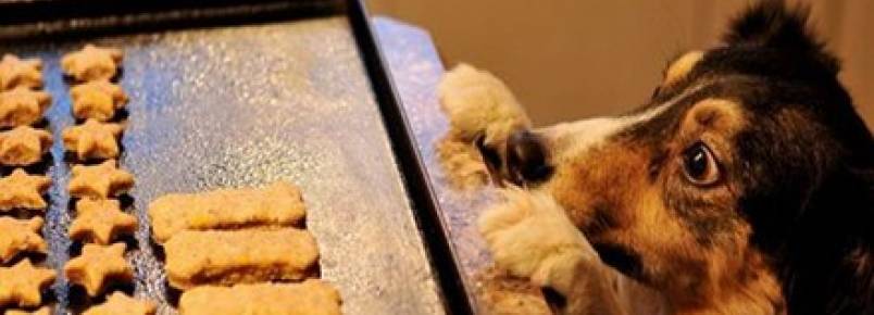 Faça em casa: biscoito saudável para cães